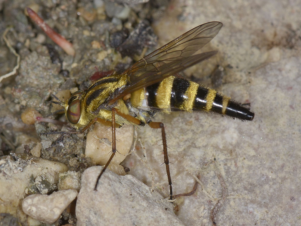 Thereva aurata?